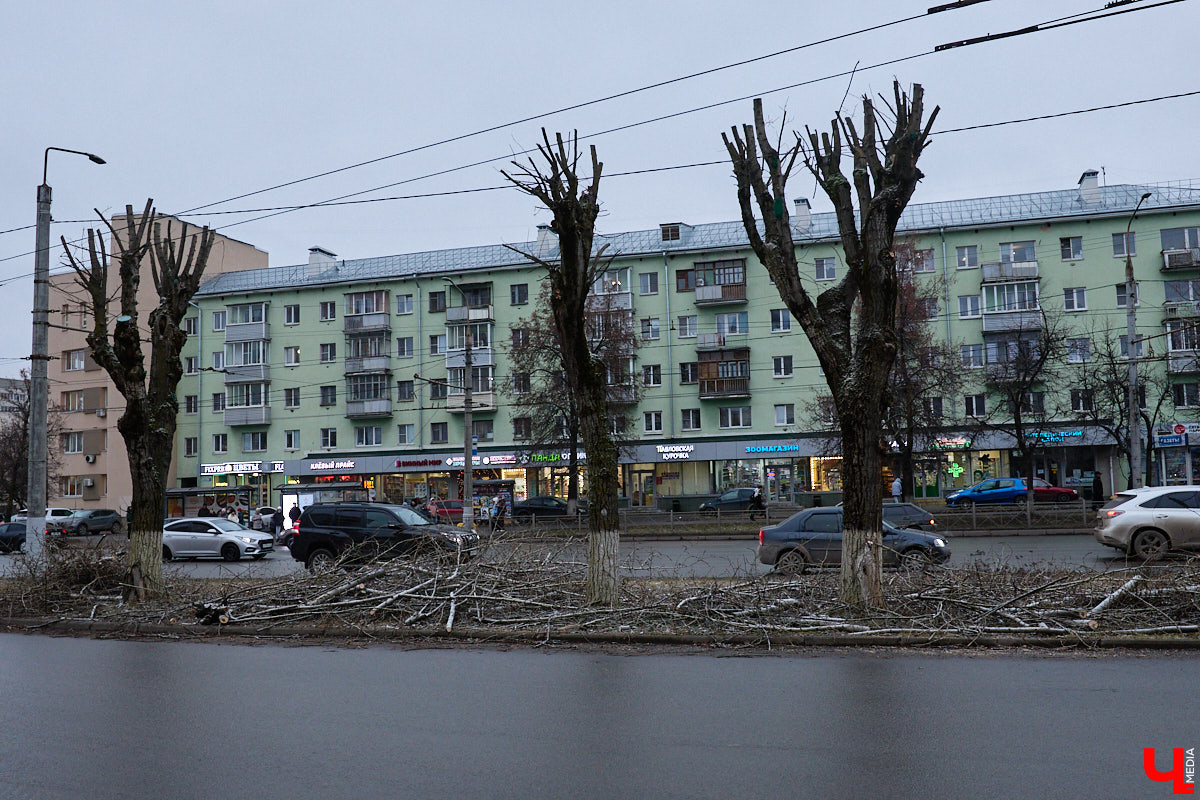 Во         ;Владимире продолжается массовая обрезка и         ;даже вырубка деревьев. Вдоль центральных дорог         ;— голые стволы и         ;пеньки. Спиливают ивы, тополя, клены и         ;липы. Можно         ;ли было их         ;не         ;трогать и         ;как правильно формировать крону? «Ключ-Медиа» прогулялся по         ;проспекту Ленина с         ;экспертом и         ;задал самые важные вопросы специалисту.
