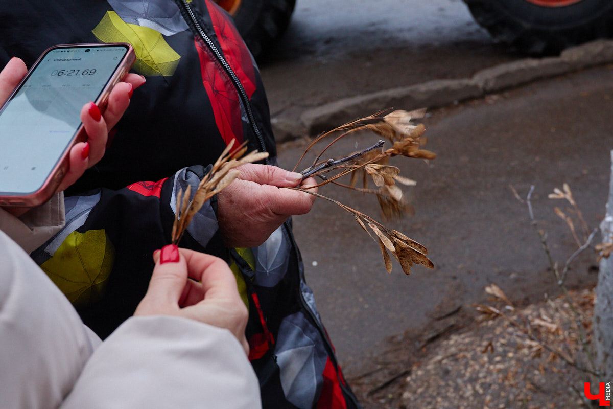 Во         ;Владимире продолжается массовая обрезка и         ;даже вырубка деревьев. Вдоль центральных дорог         ;— голые стволы и         ;пеньки. Спиливают ивы, тополя, клены и         ;липы. Можно         ;ли было их         ;не         ;трогать и         ;как правильно формировать крону? «Ключ-Медиа» прогулялся по         ;проспекту Ленина с         ;экспертом и         ;задал самые важные вопросы специалисту.