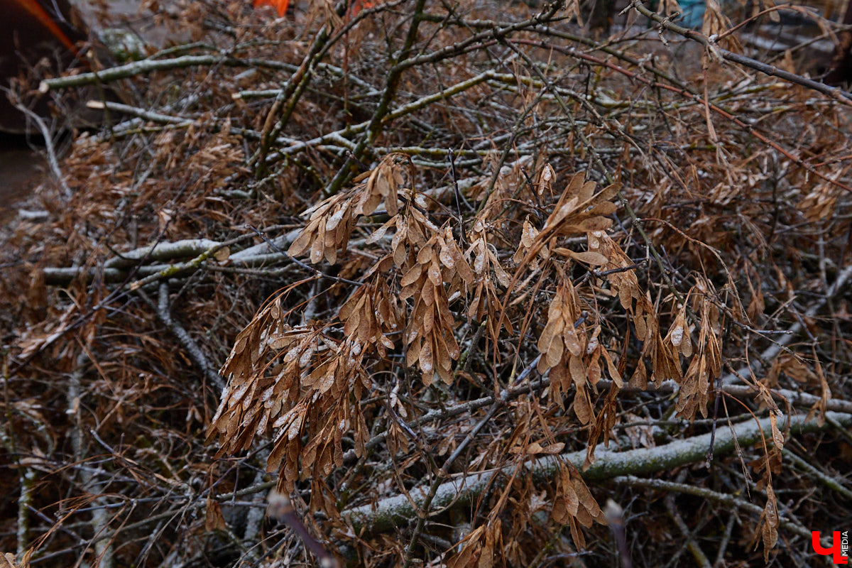 Во         ;Владимире продолжается массовая обрезка и         ;даже вырубка деревьев. Вдоль центральных дорог         ;— голые стволы и         ;пеньки. Спиливают ивы, тополя, клены и         ;липы. Можно         ;ли было их         ;не         ;трогать и         ;как правильно формировать крону? «Ключ-Медиа» прогулялся по         ;проспекту Ленина с         ;экспертом и         ;задал самые важные вопросы специалисту.