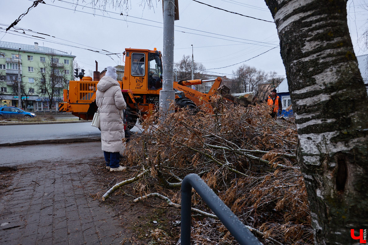 Во         ;Владимире продолжается массовая обрезка и         ;даже вырубка деревьев. Вдоль центральных дорог         ;— голые стволы и         ;пеньки. Спиливают ивы, тополя, клены и         ;липы. Можно         ;ли было их         ;не         ;трогать и         ;как правильно формировать крону? «Ключ-Медиа» прогулялся по         ;проспекту Ленина с         ;экспертом и         ;задал самые важные вопросы специалисту.