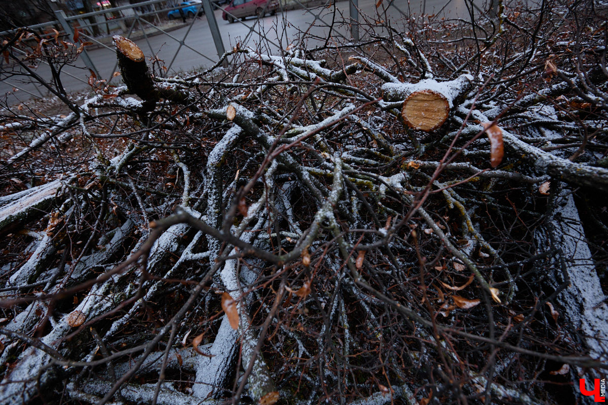 Во         ;Владимире продолжается массовая обрезка и         ;даже вырубка деревьев. Вдоль центральных дорог         ;— голые стволы и         ;пеньки. Спиливают ивы, тополя, клены и         ;липы. Можно         ;ли было их         ;не         ;трогать и         ;как правильно формировать крону? «Ключ-Медиа» прогулялся по         ;проспекту Ленина с         ;экспертом и         ;задал самые важные вопросы специалисту.