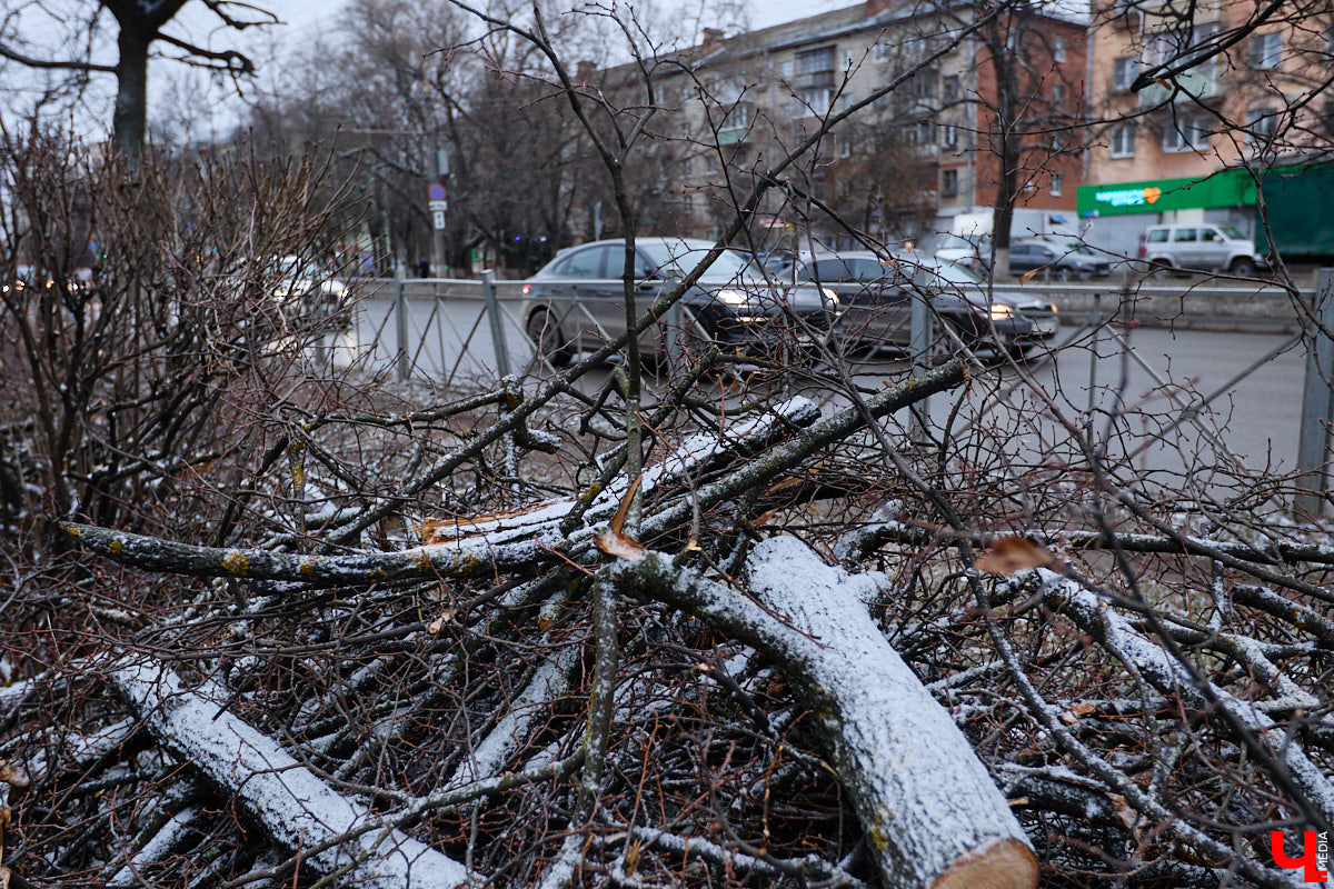 Во         ;Владимире продолжается массовая обрезка и         ;даже вырубка деревьев. Вдоль центральных дорог         ;— голые стволы и         ;пеньки. Спиливают ивы, тополя, клены и         ;липы. Можно         ;ли было их         ;не         ;трогать и         ;как правильно формировать крону? «Ключ-Медиа» прогулялся по         ;проспекту Ленина с         ;экспертом и         ;задал самые важные вопросы специалисту.