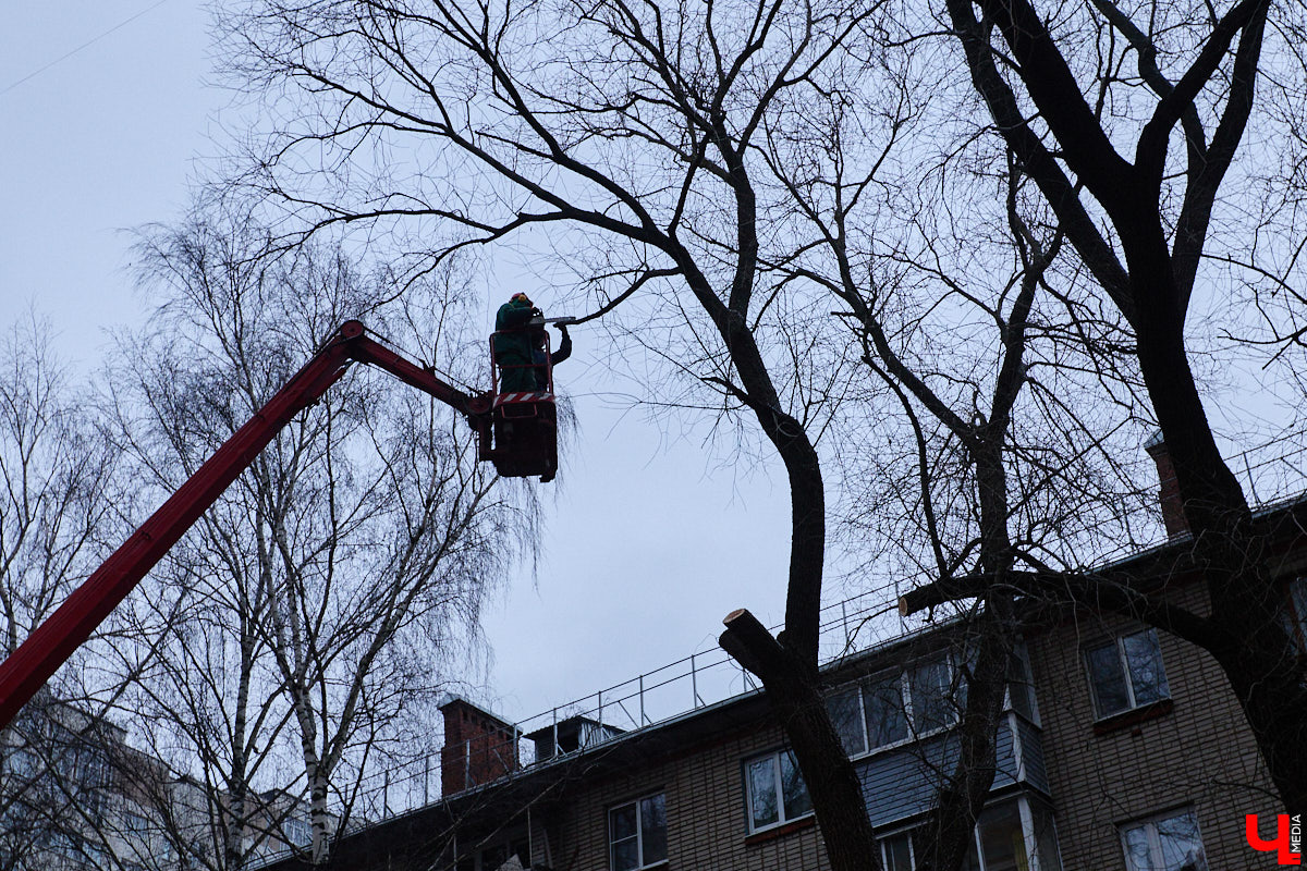 Во         ;Владимире продолжается массовая обрезка и         ;даже вырубка деревьев. Вдоль центральных дорог         ;— голые стволы и         ;пеньки. Спиливают ивы, тополя, клены и         ;липы. Можно         ;ли было их         ;не         ;трогать и         ;как правильно формировать крону? «Ключ-Медиа» прогулялся по         ;проспекту Ленина с         ;экспертом и         ;задал самые важные вопросы специалисту.