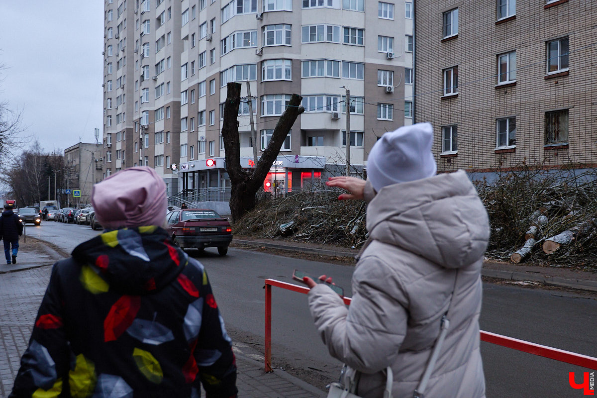 Во         ;Владимире продолжается массовая обрезка и         ;даже вырубка деревьев. Вдоль центральных дорог         ;— голые стволы и         ;пеньки. Спиливают ивы, тополя, клены и         ;липы. Можно         ;ли было их         ;не         ;трогать и         ;как правильно формировать крону? «Ключ-Медиа» прогулялся по         ;проспекту Ленина с         ;экспертом и         ;задал самые важные вопросы специалисту.