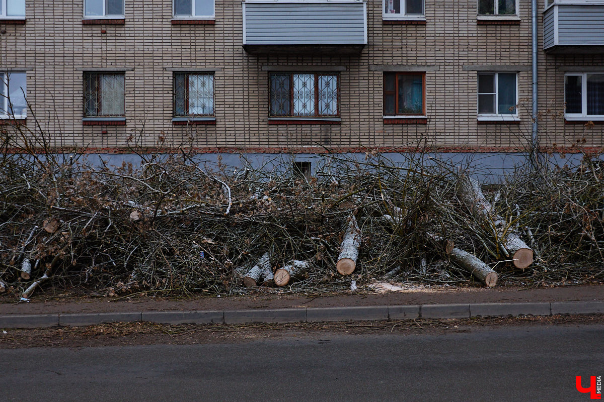 Во         ;Владимире продолжается массовая обрезка и         ;даже вырубка деревьев. Вдоль центральных дорог         ;— голые стволы и         ;пеньки. Спиливают ивы, тополя, клены и         ;липы. Можно         ;ли было их         ;не         ;трогать и         ;как правильно формировать крону? «Ключ-Медиа» прогулялся по         ;проспекту Ленина с         ;экспертом и         ;задал самые важные вопросы специалисту.