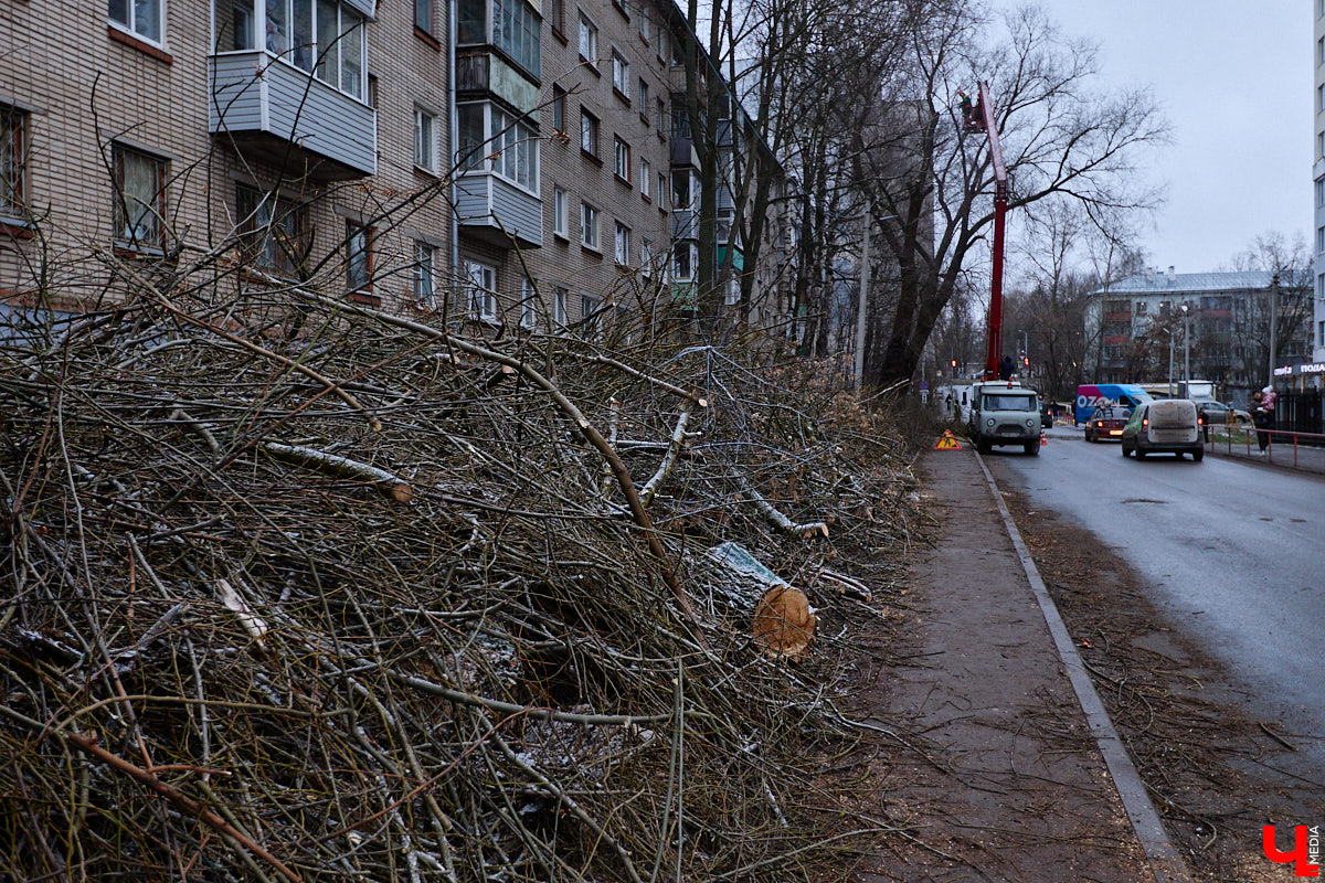 Во         ;Владимире продолжается массовая обрезка и         ;даже вырубка деревьев. Вдоль центральных дорог         ;— голые стволы и         ;пеньки. Спиливают ивы, тополя, клены и         ;липы. Можно         ;ли было их         ;не         ;трогать и         ;как правильно формировать крону? «Ключ-Медиа» прогулялся по         ;проспекту Ленина с         ;экспертом и         ;задал самые важные вопросы специалисту.
