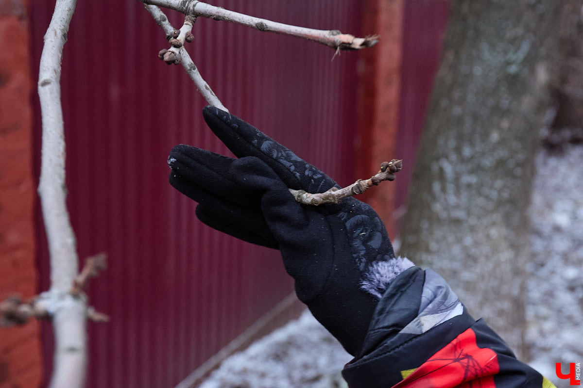 Во         ;Владимире продолжается массовая обрезка и         ;даже вырубка деревьев. Вдоль центральных дорог         ;— голые стволы и         ;пеньки. Спиливают ивы, тополя, клены и         ;липы. Можно         ;ли было их         ;не         ;трогать и         ;как правильно формировать крону? «Ключ-Медиа» прогулялся по         ;проспекту Ленина с         ;экспертом и         ;задал самые важные вопросы специалисту.