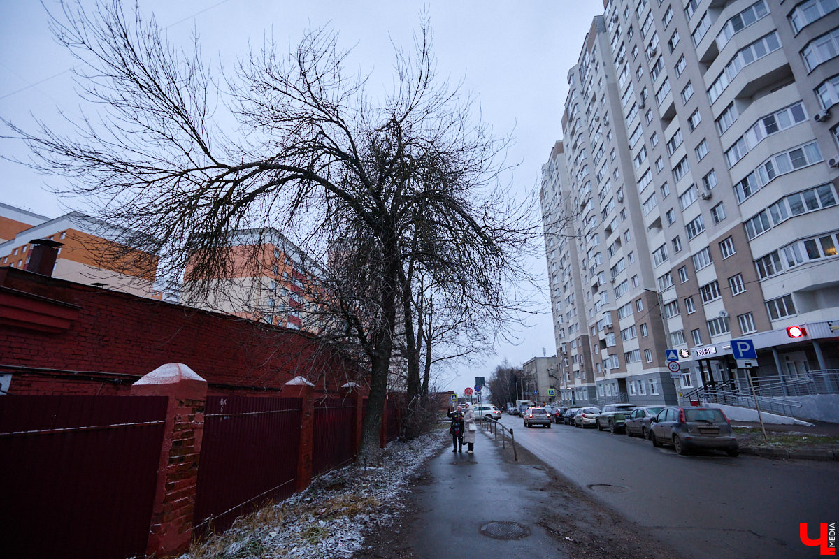 Во         ;Владимире продолжается массовая обрезка и         ;даже вырубка деревьев. Вдоль центральных дорог         ;— голые стволы и         ;пеньки. Спиливают ивы, тополя, клены и         ;липы. Можно         ;ли было их         ;не         ;трогать и         ;как правильно формировать крону? «Ключ-Медиа» прогулялся по         ;проспекту Ленина с         ;экспертом и         ;задал самые важные вопросы специалисту.