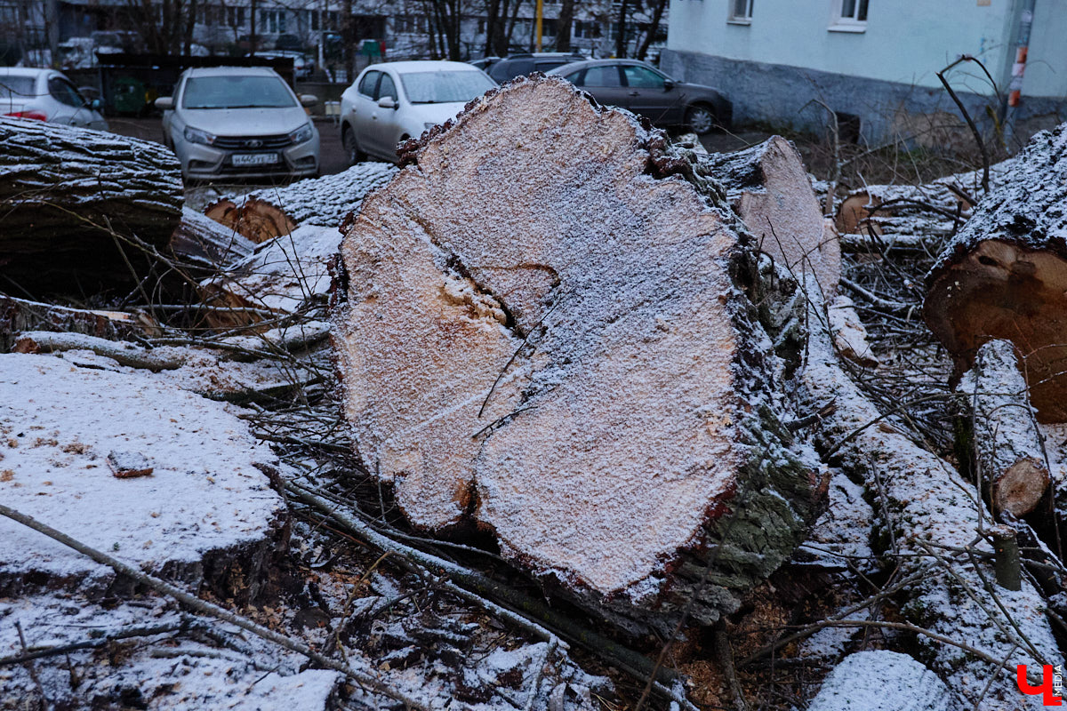 Во         ;Владимире продолжается массовая обрезка и         ;даже вырубка деревьев. Вдоль центральных дорог         ;— голые стволы и         ;пеньки. Спиливают ивы, тополя, клены и         ;липы. Можно         ;ли было их         ;не         ;трогать и         ;как правильно формировать крону? «Ключ-Медиа» прогулялся по         ;проспекту Ленина с         ;экспертом и         ;задал самые важные вопросы специалисту.