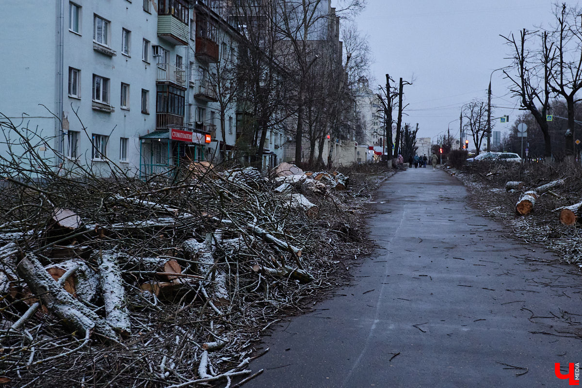 Во         ;Владимире продолжается массовая обрезка и         ;даже вырубка деревьев. Вдоль центральных дорог         ;— голые стволы и         ;пеньки. Спиливают ивы, тополя, клены и         ;липы. Можно         ;ли было их         ;не         ;трогать и         ;как правильно формировать крону? «Ключ-Медиа» прогулялся по         ;проспекту Ленина с         ;экспертом и         ;задал самые важные вопросы специалисту.