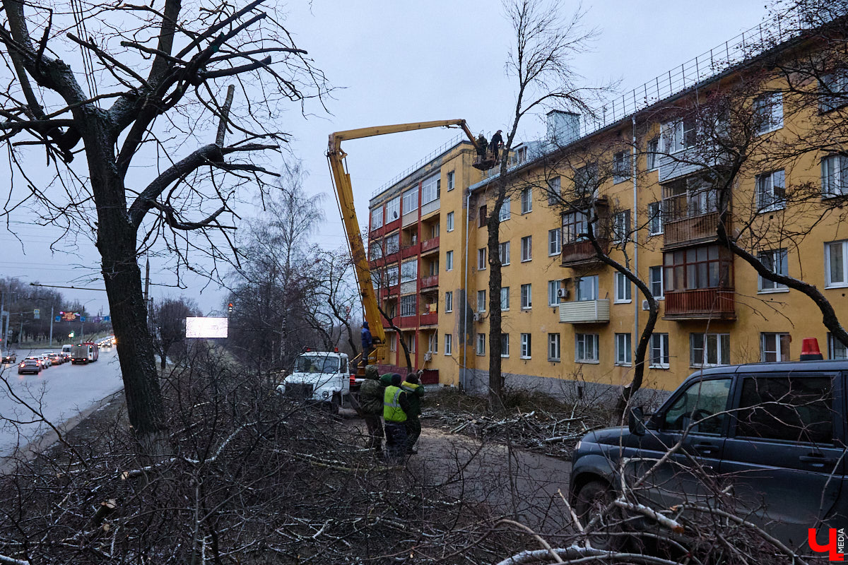 Во         ;Владимире продолжается массовая обрезка и         ;даже вырубка деревьев. Вдоль центральных дорог         ;— голые стволы и         ;пеньки. Спиливают ивы, тополя, клены и         ;липы. Можно         ;ли было их         ;не         ;трогать и         ;как правильно формировать крону? «Ключ-Медиа» прогулялся по         ;проспекту Ленина с         ;экспертом и         ;задал самые важные вопросы специалисту.