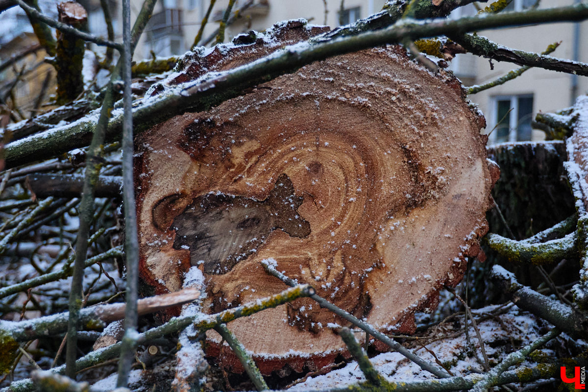 Во         ;Владимире продолжается массовая обрезка и         ;даже вырубка деревьев. Вдоль центральных дорог         ;— голые стволы и         ;пеньки. Спиливают ивы, тополя, клены и         ;липы. Можно         ;ли было их         ;не         ;трогать и         ;как правильно формировать крону? «Ключ-Медиа» прогулялся по         ;проспекту Ленина с         ;экспертом и         ;задал самые важные вопросы специалисту.