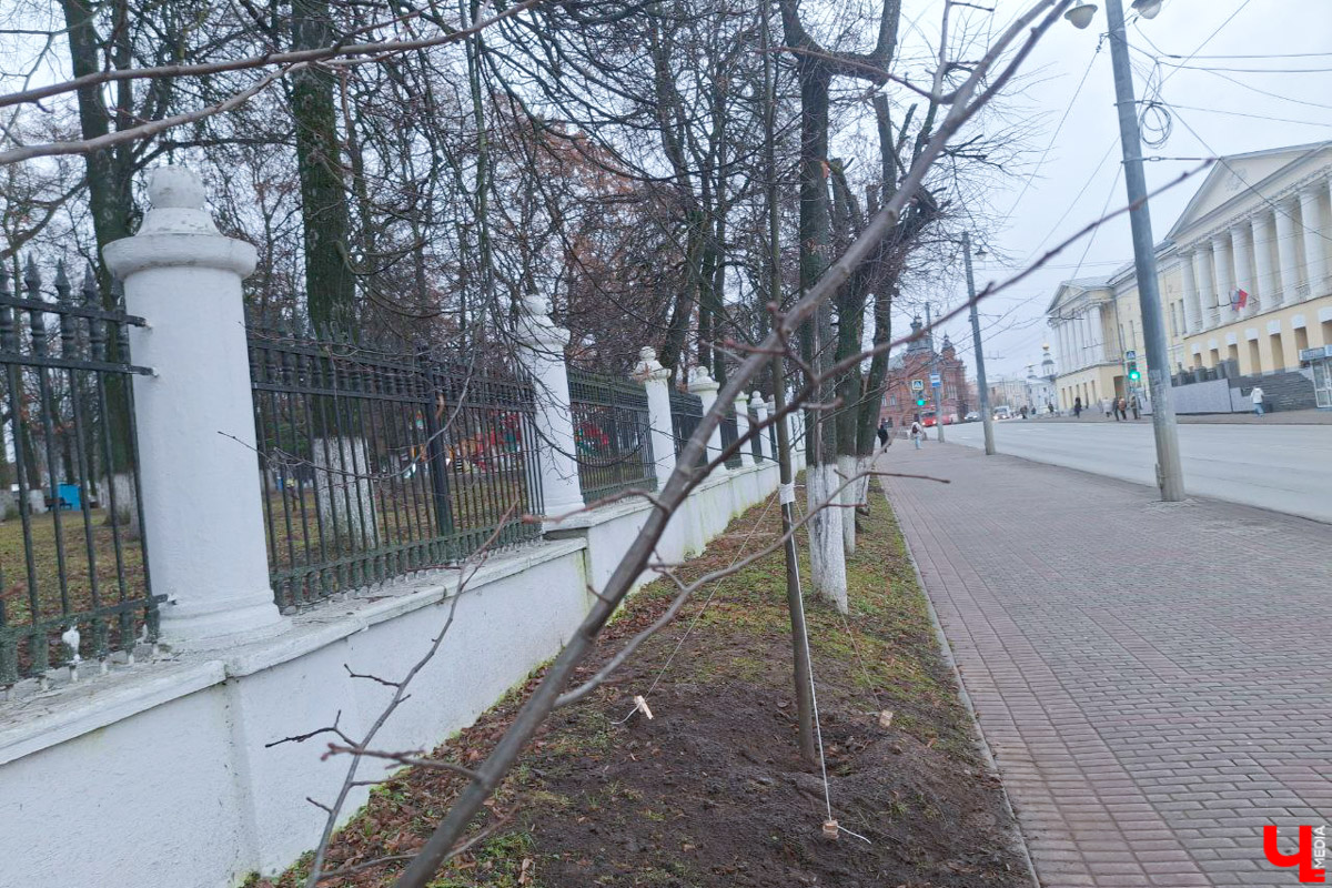 Во         ;Владимире продолжается массовая обрезка и         ;даже вырубка деревьев. Вдоль центральных дорог         ;— голые стволы и         ;пеньки. Спиливают ивы, тополя, клены и         ;липы. Можно         ;ли было их         ;не         ;трогать и         ;как правильно формировать крону? «Ключ-Медиа» прогулялся по         ;проспекту Ленина с         ;экспертом и         ;задал самые важные вопросы специалисту.
