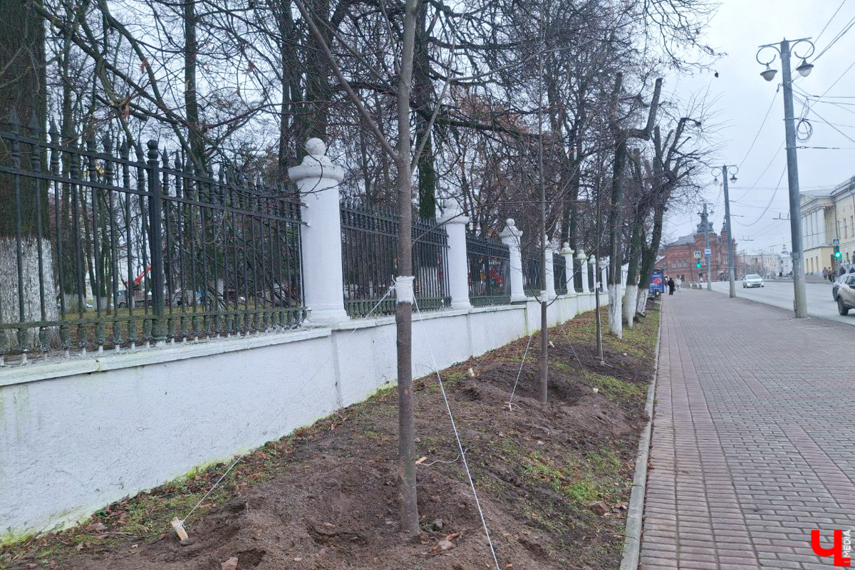 Во         ;Владимире продолжается массовая обрезка и         ;даже вырубка деревьев. Вдоль центральных дорог         ;— голые стволы и         ;пеньки. Спиливают ивы, тополя, клены и         ;липы. Можно         ;ли было их         ;не         ;трогать и         ;как правильно формировать крону? «Ключ-Медиа» прогулялся по         ;проспекту Ленина с         ;экспертом и         ;задал самые важные вопросы специалисту.