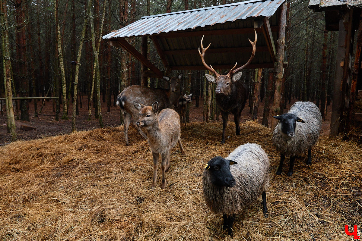 Мастер по дереву Николай Лавданский переехал в Киржачский район более 10 лет назад. Там он построил дом, завел хозяйство и продолжил заниматься творчеством, вдохновляясь единением с природой. По его 16 гектарам, населенным зверюшками, постоянно гуляют туристы. «Ключ-Медиа» удалось осмотреть не только угодья, но и жилище скульптора.