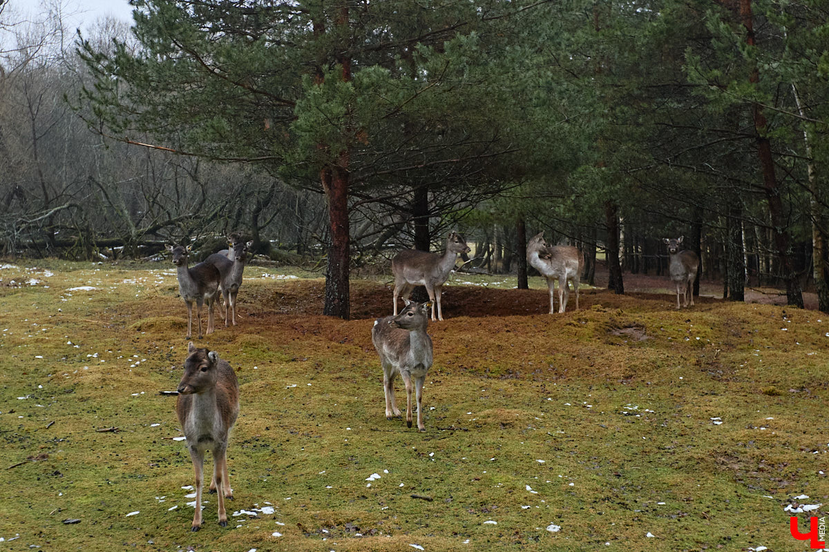 Мастер по дереву Николай Лавданский переехал в Киржачский район более 10 лет назад. Там он построил дом, завел хозяйство и продолжил заниматься творчеством, вдохновляясь единением с природой. По его 16 гектарам, населенным зверюшками, постоянно гуляют туристы. «Ключ-Медиа» удалось осмотреть не только угодья, но и жилище скульптора.
