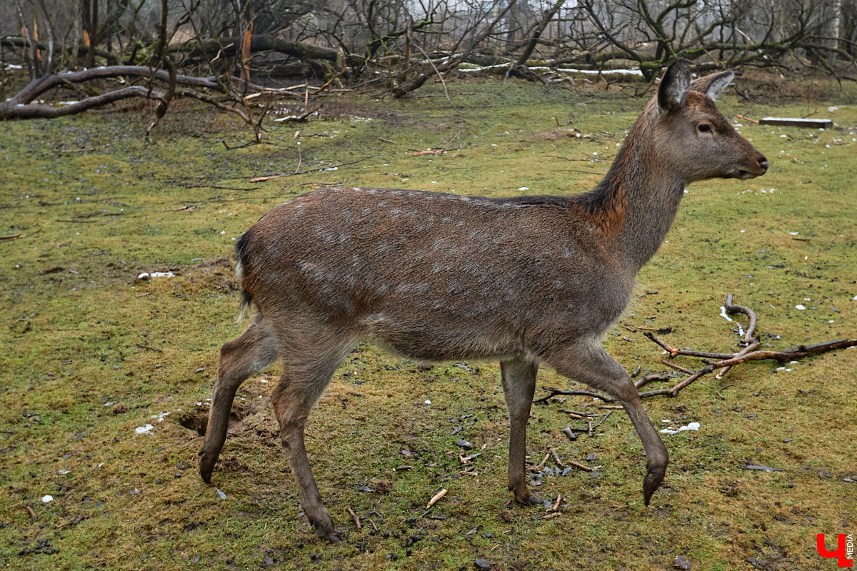Мастер по дереву Николай Лавданский переехал в Киржачский район более 10 лет назад. Там он построил дом, завел хозяйство и продолжил заниматься творчеством, вдохновляясь единением с природой. По его 16 гектарам, населенным зверюшками, постоянно гуляют туристы. «Ключ-Медиа» удалось осмотреть не только угодья, но и жилище скульптора.