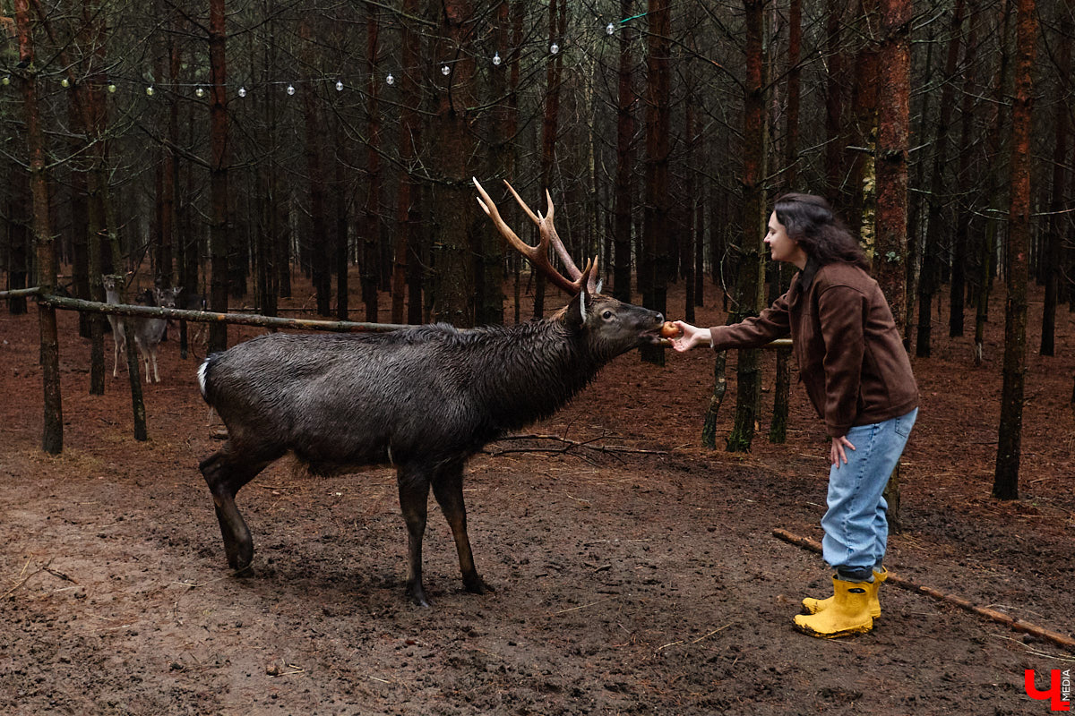 Мастер по дереву Николай Лавданский переехал в Киржачский район более 10 лет назад. Там он построил дом, завел хозяйство и продолжил заниматься творчеством, вдохновляясь единением с природой. По его 16 гектарам, населенным зверюшками, постоянно гуляют туристы. «Ключ-Медиа» удалось осмотреть не только угодья, но и жилище скульптора.