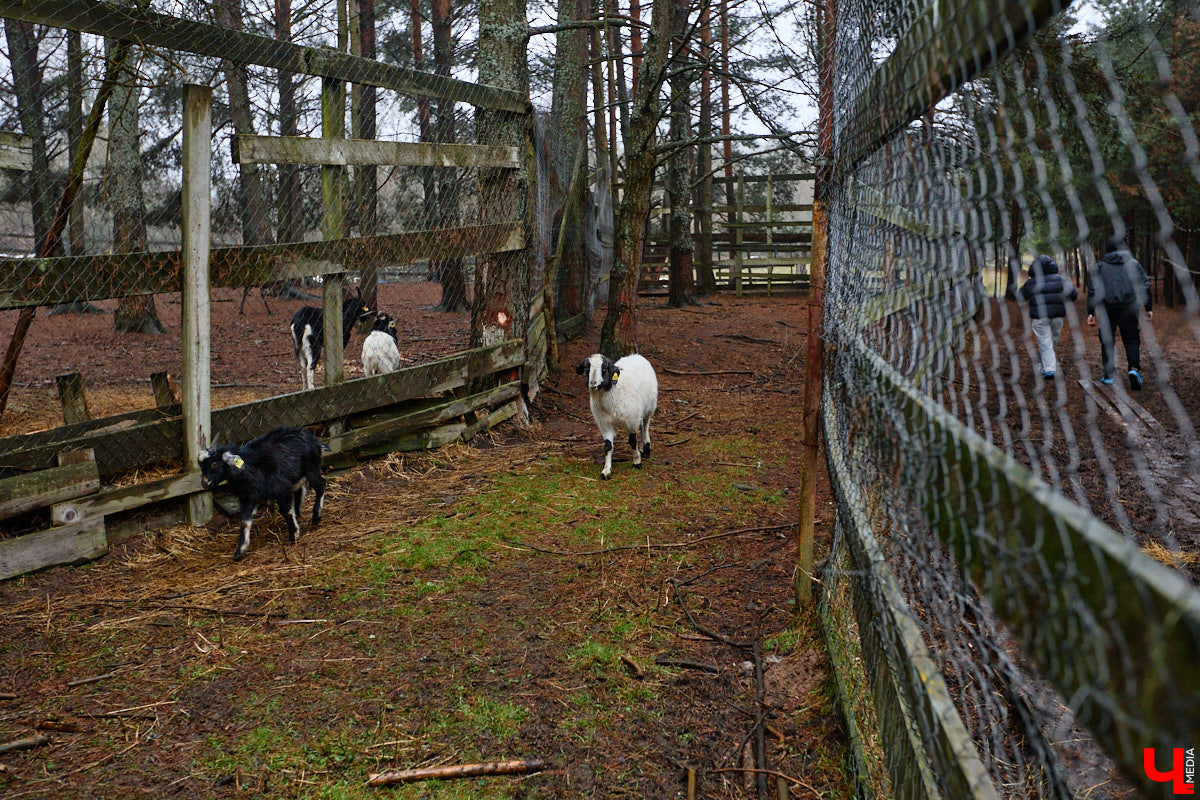 Мастер по дереву Николай Лавданский переехал в Киржачский район более 10 лет назад. Там он построил дом, завел хозяйство и продолжил заниматься творчеством, вдохновляясь единением с природой. По его 16 гектарам, населенным зверюшками, постоянно гуляют туристы. «Ключ-Медиа» удалось осмотреть не только угодья, но и жилище скульптора.
