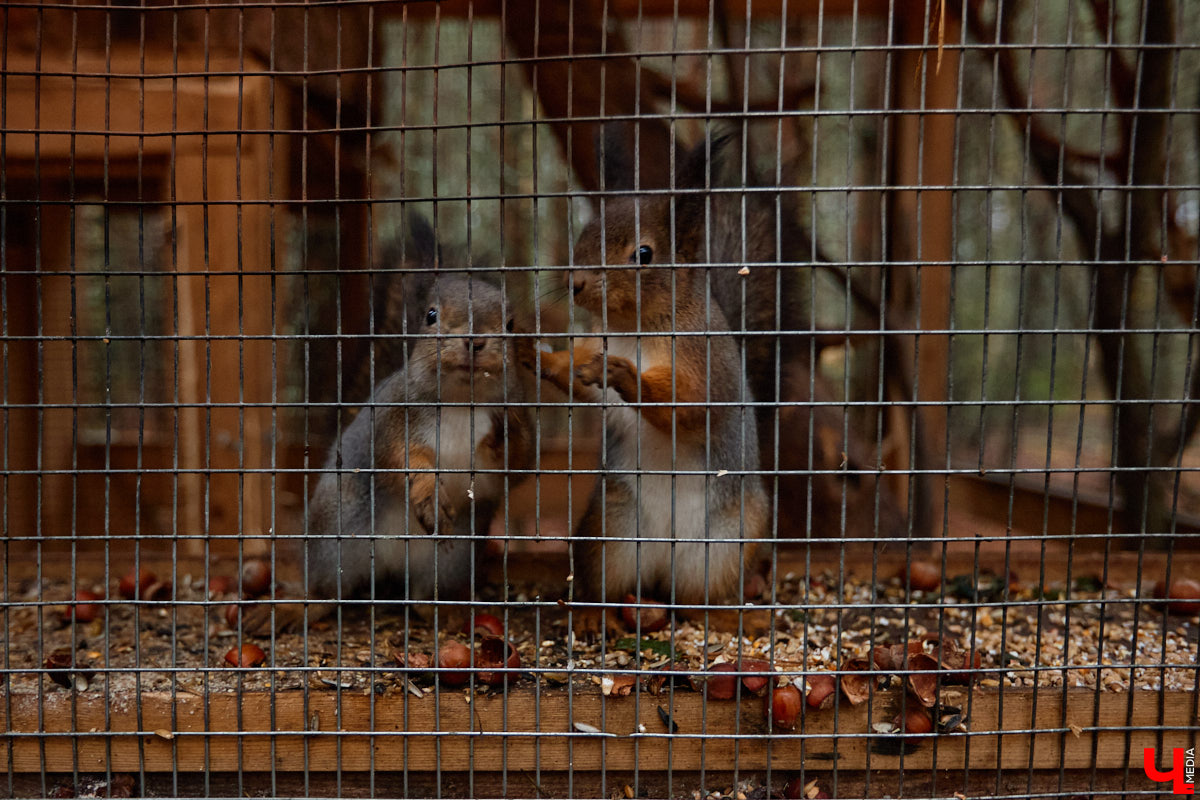 Мастер по дереву Николай Лавданский переехал в Киржачский район более 10 лет назад. Там он построил дом, завел хозяйство и продолжил заниматься творчеством, вдохновляясь единением с природой. По его 16 гектарам, населенным зверюшками, постоянно гуляют туристы. «Ключ-Медиа» удалось осмотреть не только угодья, но и жилище скульптора.