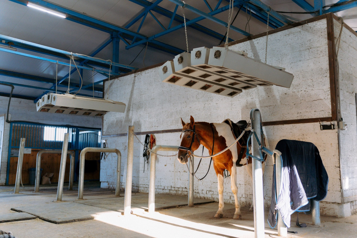 Символом 2026-го стала Огненная Лошадь. И пока творческие люди Владимира готовили талисманы наступающего года, «Ключ-Медиа» выяснил, дорого ли содержать реальных скакунов. Эти и другие вопросы мы обсудили с Катариной Рыжовой, которая более 17 лет занимается конным спортом.