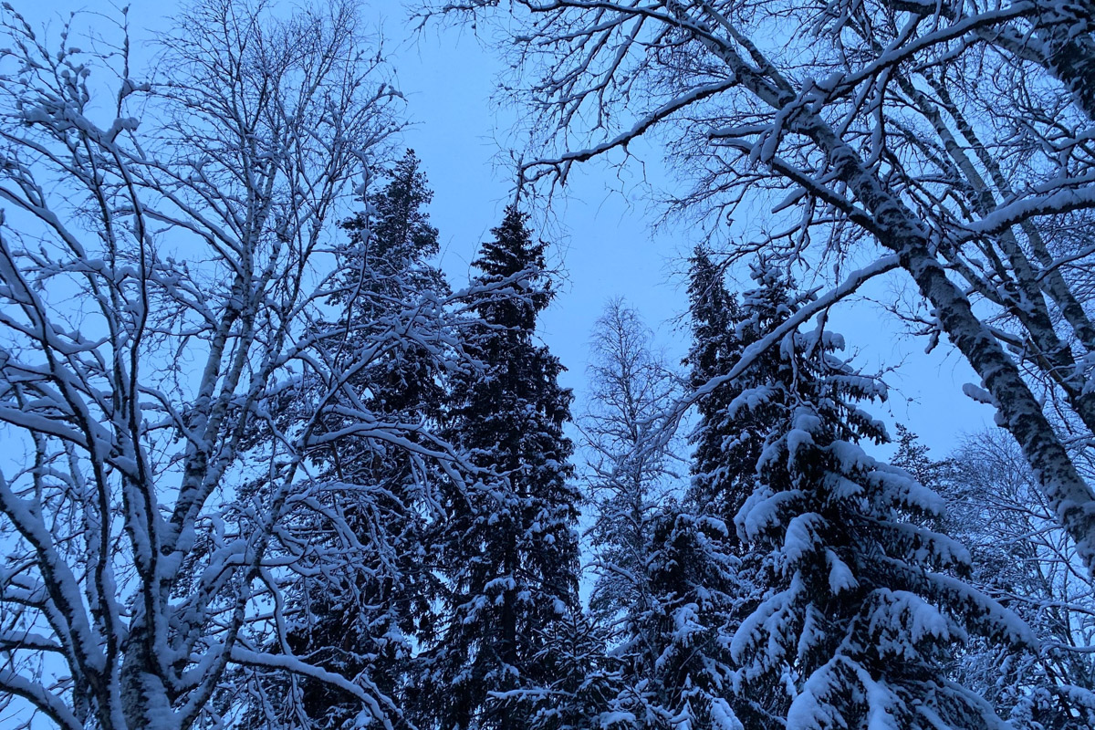 Заснеженный лес, бурлящие водопады цвета колы, калитки с ягодами, живописный мраморный каньон горного парка «Рускеала», белая Ладога и студеная Онега. Все эти чудеса щедро дарит сказочная Карелия, куда из Владимира вполне можно сгонять на пару дней.