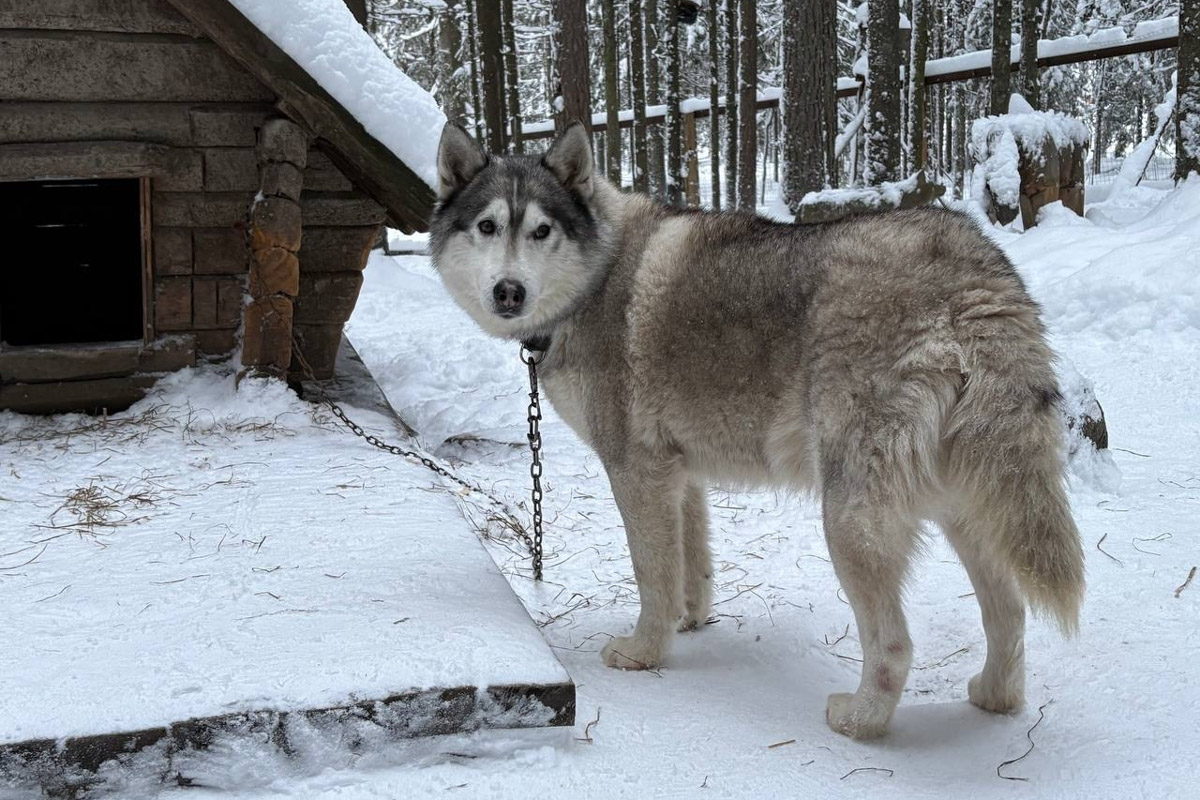 Заснеженный лес, бурлящие водопады цвета колы, калитки с ягодами, живописный мраморный каньон горного парка «Рускеала», белая Ладога и студеная Онега. Все эти чудеса щедро дарит сказочная Карелия, куда из Владимира вполне можно сгонять на пару дней.