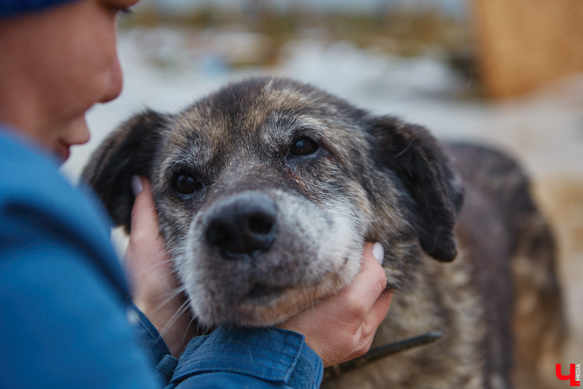 Приют для животных «Дорога добра» — не просящая милостыню рука, а развивающийся в силу своих возможностей проект. Например, в этом году он получил грант вдвое больше прежнего — почти 13 миллионов рублей. Его руководитель Юлия Буйницкая рассказала, на какие благие дела потратит деньги.