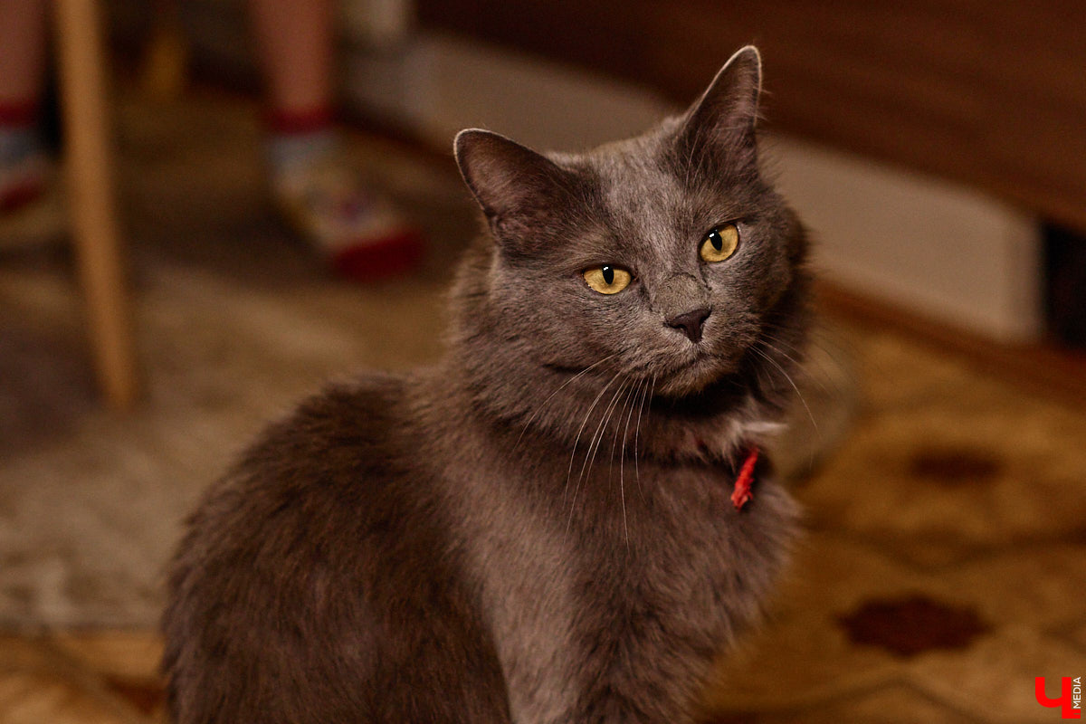 Говорят, настоящие герои не носят плащей. Лилия Сапун воспитывает семерых детей без всякой суперсилы. Впрочем, большое любящее сердце, может, и поважнее сверхзвуковой скорости или испепеляющего взгляда. Тем более в этой истории имеет место и еще одно чудо: детки у нашей героини появились после шести лет борьбы с бесплодием.