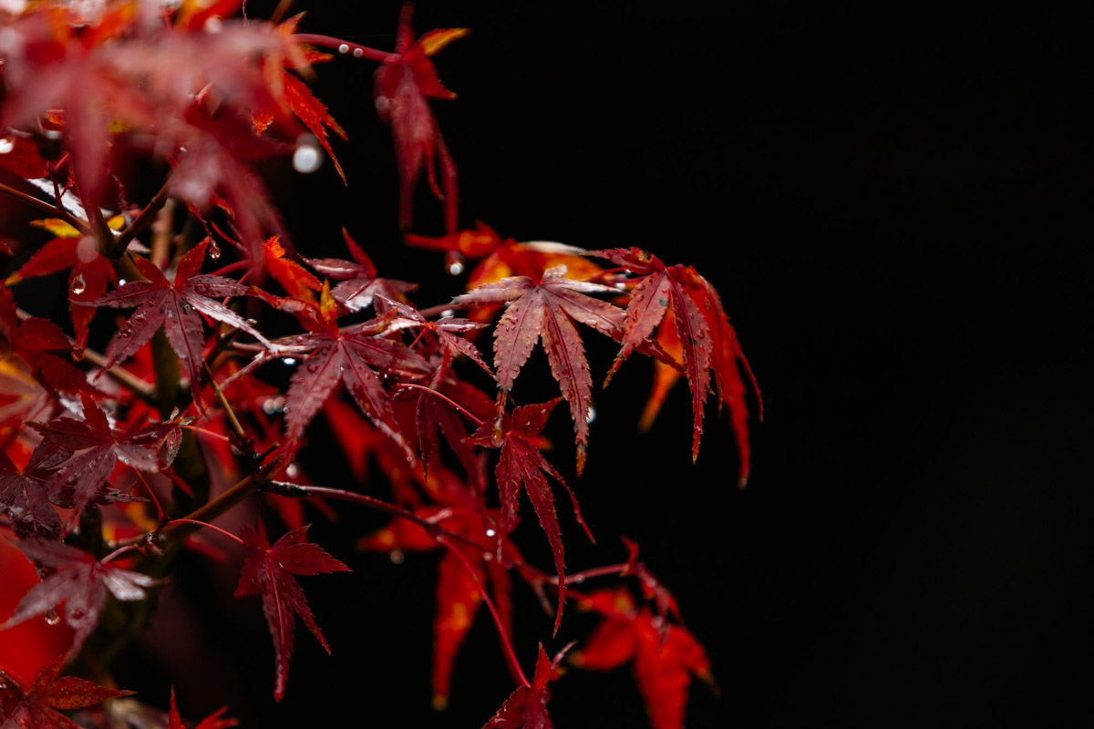 Япония — это страна, где визуальная гармония возведена в абсолют. Владимирский фотограф Владимир Никонов отправился в путешествие по «Золотому треугольнику» Японии в самый живописный период — сезон красных клёнов. О том, почему в Хаконе туман оказался ценнее вида на Фудзи, как японцы реагируют на уличную съемку и почему даже обычные канализационные люки могут стать объектом искусства, — в нашем интервью.