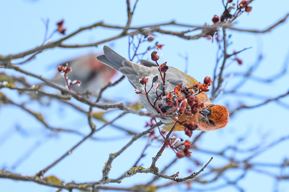 Пока одни не выходят лишний раз на улицу из-за морозов, другие спешат ему навстречу, чтобы снять настоящую русскую зиму. И кадры получаются просто волшебными: от дуги из пара на закате до покрывшейся инеем телевышки. «Ключ-Медиа» собрал самые красивые снимки.