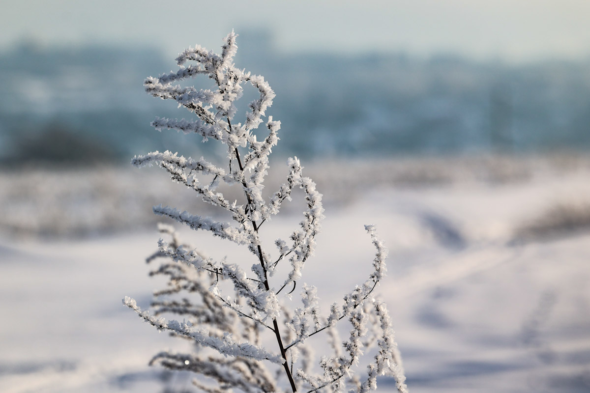 Пока одни не выходят лишний раз на улицу из-за морозов, другие спешат ему навстречу, чтобы снять настоящую русскую зиму. И кадры получаются просто волшебными: от дуги из пара на закате до покрывшейся инеем телевышки. «Ключ-Медиа» собрал самые красивые снимки.