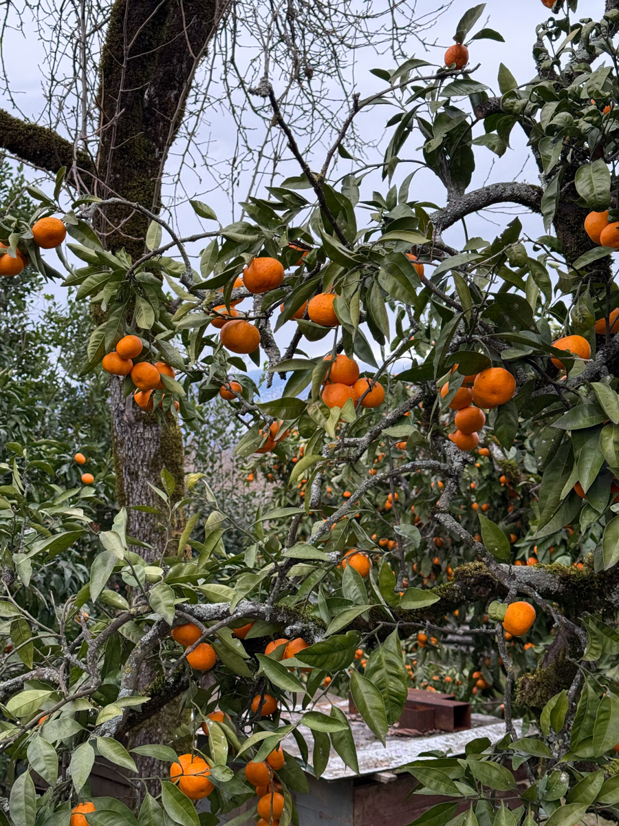Существует стереотип, будто Абхазия застряла в далеком прошлом. Однако, как известно, сойтись в едином мнении сложно. Владимирская танцовщица Ника Мозгалева оказалась в этой стране всего на один день. Удалось ли ей насладиться местным колоритом, девушка рассказала нашему изданию.