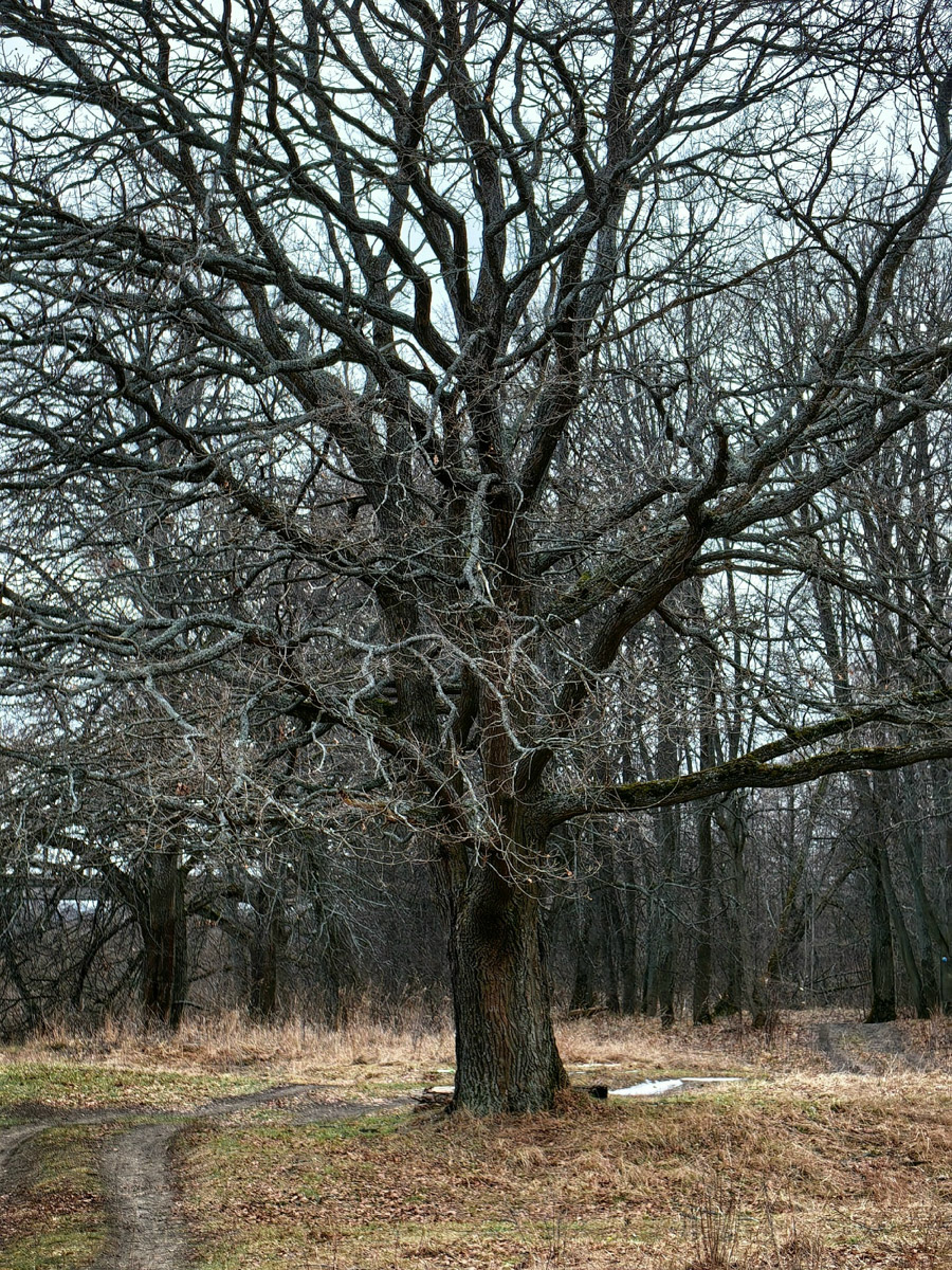 Минувшая и нынешняя зимы выдались аномальными. Но если начало 2025-го запомнилось апрельским вайбом, то старт 2026-го удивил небывалыми сугробами и морозами. Подобная разница не осталась незамеченной — владимирские фотографы поделились с «Ключ-Медиа» сравнительными кадрами двух таких непохожих друг на друга сезонов.