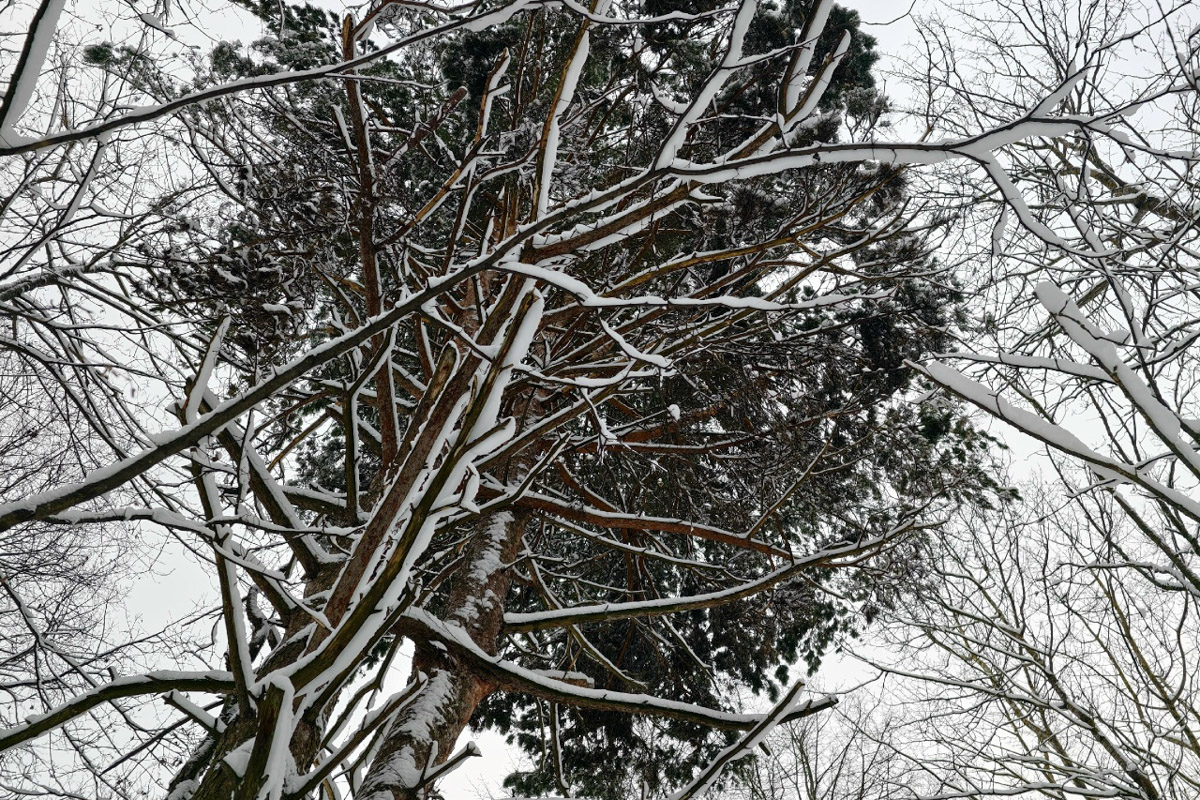 Минувшая и нынешняя зимы выдались аномальными. Но если начало 2025-го запомнилось апрельским вайбом, то старт 2026-го удивил небывалыми сугробами и морозами. Подобная разница не осталась незамеченной — владимирские фотографы поделились с «Ключ-Медиа» сравнительными кадрами двух таких непохожих друг на друга сезонов.