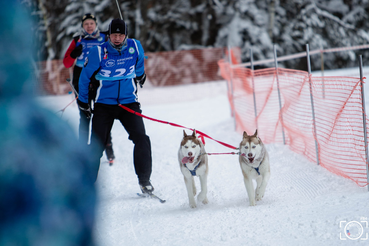 Поселок Красное Эхо Гусь-Хрустального района на три дня превратился, пожалуй, в самую дружелюбную точку на карте региона. А всё потому, что туда съехалось 500 хвостатых гонщиков из 12 регионов страны. На живописной трассе прошли традиционные соревнования «Семь вёрст… Crazy dog». Мохнатым спортсменам пришлось Преодолевать не только километры по заснеженному лесу, но и сильный мороз. Справились ли они? Рассказываем!