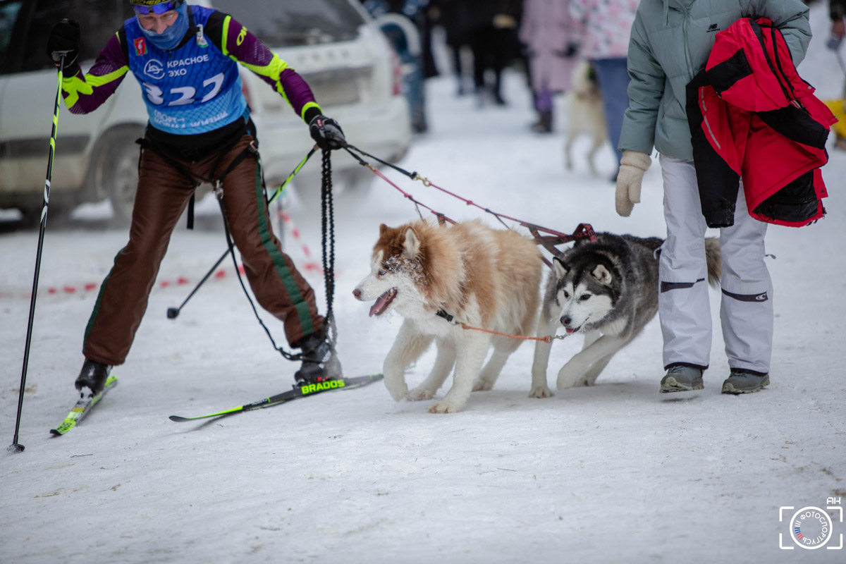 Поселок Красное Эхо Гусь-Хрустального района на три дня превратился, пожалуй, в самую дружелюбную точку на карте региона. А всё потому, что туда съехалось 500 хвостатых гонщиков из 12 регионов страны. На живописной трассе прошли традиционные соревнования «Семь вёрст… Crazy dog». Мохнатым спортсменам пришлось Преодолевать не только километры по заснеженному лесу, но и сильный мороз. Справились ли они? Рассказываем!