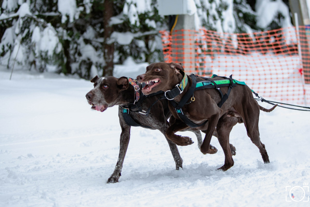 Поселок Красное Эхо Гусь-Хрустального района на три дня превратился, пожалуй, в самую дружелюбную точку на карте региона. А всё потому, что туда съехалось 500 хвостатых гонщиков из 12 регионов страны. На живописной трассе прошли традиционные соревнования «Семь вёрст… Crazy dog». Мохнатым спортсменам пришлось Преодолевать не только километры по заснеженному лесу, но и сильный мороз. Справились ли они? Рассказываем!