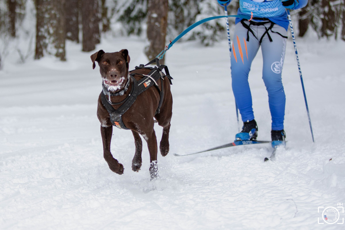 Поселок Красное Эхо Гусь-Хрустального района на три дня превратился, пожалуй, в самую дружелюбную точку на карте региона. А всё потому, что туда съехалось 500 хвостатых гонщиков из 12 регионов страны. На живописной трассе прошли традиционные соревнования «Семь вёрст… Crazy dog». Мохнатым спортсменам пришлось Преодолевать не только километры по заснеженному лесу, но и сильный мороз. Справились ли они? Рассказываем!