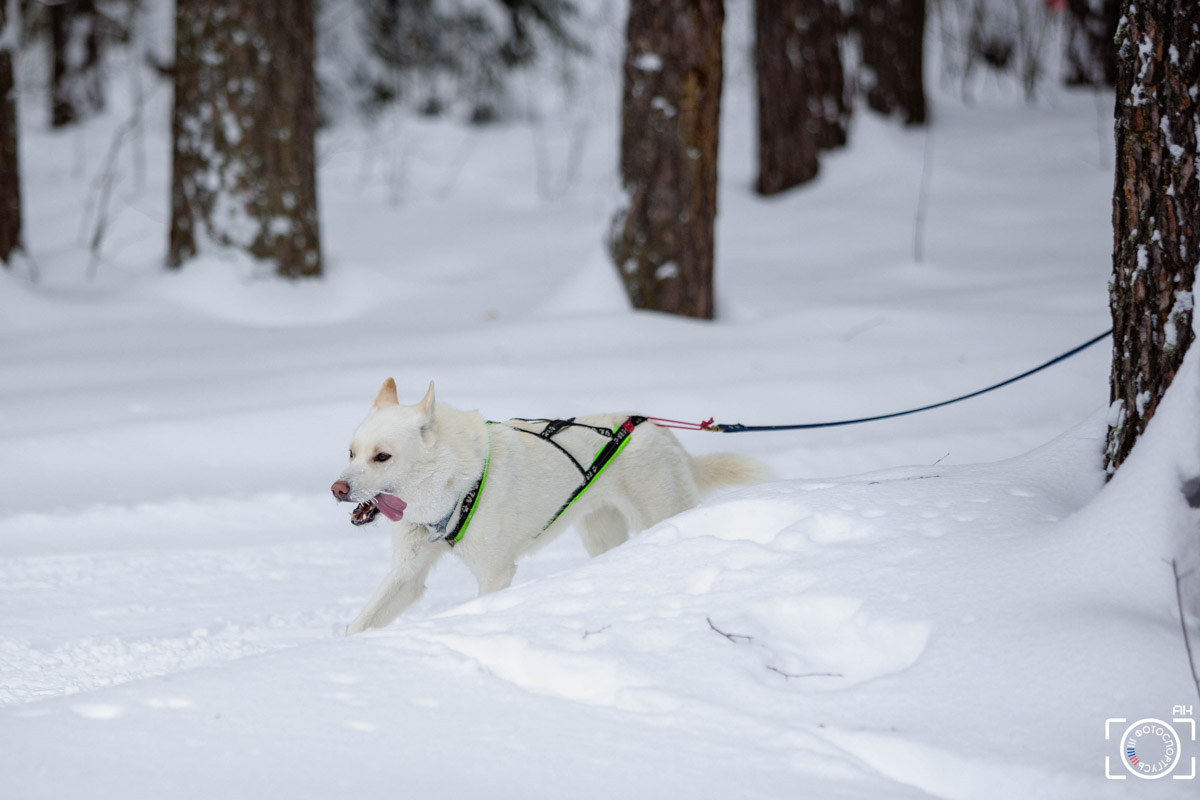 Поселок Красное Эхо Гусь-Хрустального района на три дня превратился, пожалуй, в самую дружелюбную точку на карте региона. А всё потому, что туда съехалось 500 хвостатых гонщиков из 12 регионов страны. На живописной трассе прошли традиционные соревнования «Семь вёрст… Crazy dog». Мохнатым спортсменам пришлось Преодолевать не только километры по заснеженному лесу, но и сильный мороз. Справились ли они? Рассказываем!