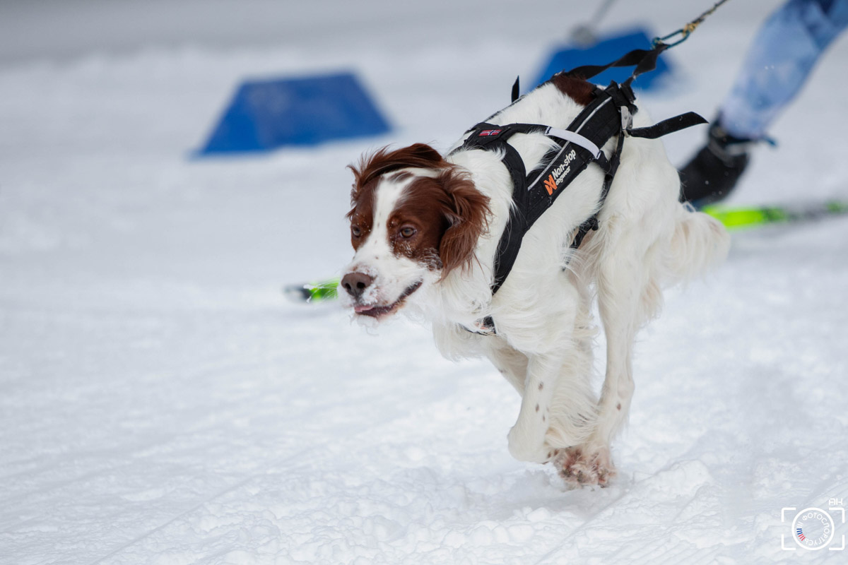 Поселок Красное Эхо Гусь-Хрустального района на три дня превратился, пожалуй, в самую дружелюбную точку на карте региона. А всё потому, что туда съехалось 500 хвостатых гонщиков из 12 регионов страны. На живописной трассе прошли традиционные соревнования «Семь вёрст… Crazy dog». Мохнатым спортсменам пришлось Преодолевать не только километры по заснеженному лесу, но и сильный мороз. Справились ли они? Рассказываем!