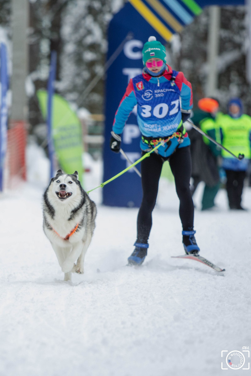 Поселок Красное Эхо Гусь-Хрустального района на три дня превратился, пожалуй, в самую дружелюбную точку на карте региона. А всё потому, что туда съехалось 500 хвостатых гонщиков из 12 регионов страны. На живописной трассе прошли традиционные соревнования «Семь вёрст… Crazy dog». Мохнатым спортсменам пришлось Преодолевать не только километры по заснеженному лесу, но и сильный мороз. Справились ли они? Рассказываем!