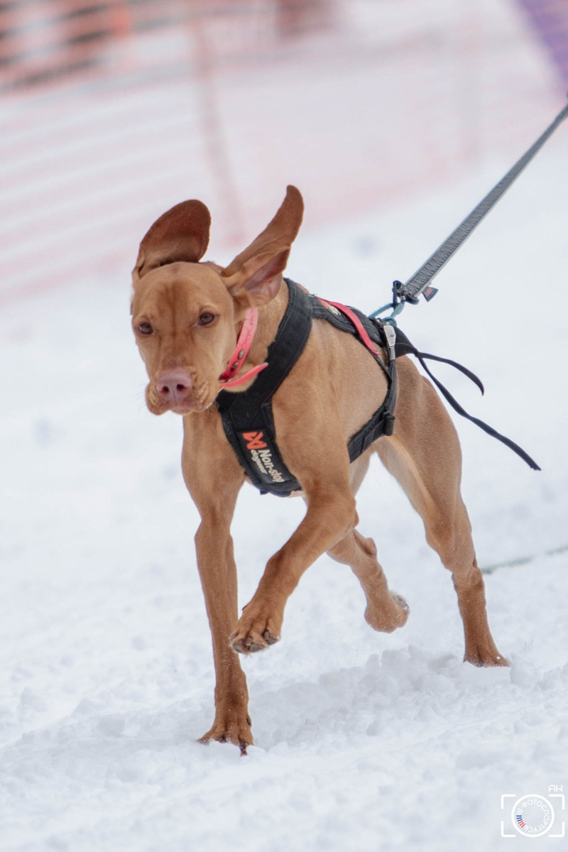 Поселок Красное Эхо Гусь-Хрустального района на три дня превратился, пожалуй, в самую дружелюбную точку на карте региона. А всё потому, что туда съехалось 500 хвостатых гонщиков из 12 регионов страны. На живописной трассе прошли традиционные соревнования «Семь вёрст… Crazy dog». Мохнатым спортсменам пришлось Преодолевать не только километры по заснеженному лесу, но и сильный мороз. Справились ли они? Рассказываем!
