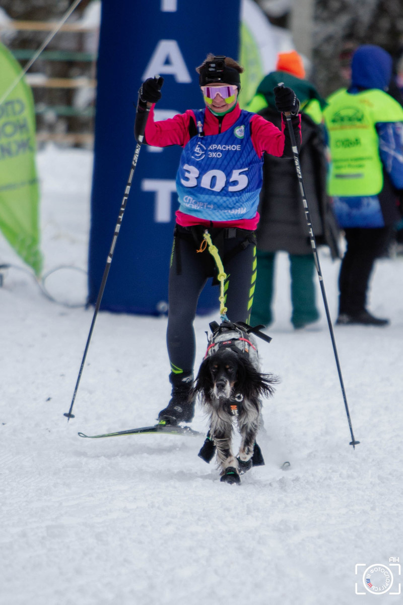 Поселок Красное Эхо Гусь-Хрустального района на три дня превратился, пожалуй, в самую дружелюбную точку на карте региона. А всё потому, что туда съехалось 500 хвостатых гонщиков из 12 регионов страны. На живописной трассе прошли традиционные соревнования «Семь вёрст… Crazy dog». Мохнатым спортсменам пришлось Преодолевать не только километры по заснеженному лесу, но и сильный мороз. Справились ли они? Рассказываем!