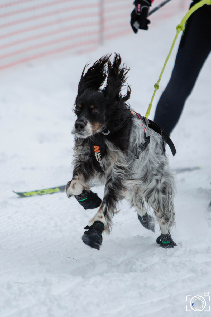 Поселок Красное Эхо Гусь-Хрустального района на три дня превратился, пожалуй, в самую дружелюбную точку на карте региона. А всё потому, что туда съехалось 500 хвостатых гонщиков из 12 регионов страны. На живописной трассе прошли традиционные соревнования «Семь вёрст… Crazy dog». Мохнатым спортсменам пришлось Преодолевать не только километры по заснеженному лесу, но и сильный мороз. Справились ли они? Рассказываем!