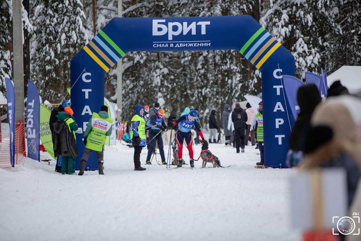 Поселок Красное Эхо Гусь-Хрустального района на три дня превратился, пожалуй, в самую дружелюбную точку на карте региона. А всё потому, что туда съехалось 500 хвостатых гонщиков из 12 регионов страны. На живописной трассе прошли традиционные соревнования «Семь вёрст… Crazy dog». Мохнатым спортсменам пришлось Преодолевать не только километры по заснеженному лесу, но и сильный мороз. Справились ли они? Рассказываем!