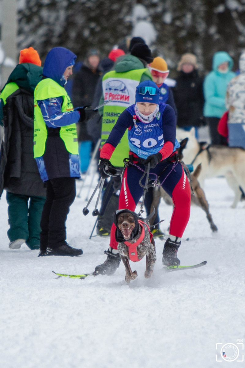 Поселок Красное Эхо Гусь-Хрустального района на три дня превратился, пожалуй, в самую дружелюбную точку на карте региона. А всё потому, что туда съехалось 500 хвостатых гонщиков из 12 регионов страны. На живописной трассе прошли традиционные соревнования «Семь вёрст… Crazy dog». Мохнатым спортсменам пришлось Преодолевать не только километры по заснеженному лесу, но и сильный мороз. Справились ли они? Рассказываем!