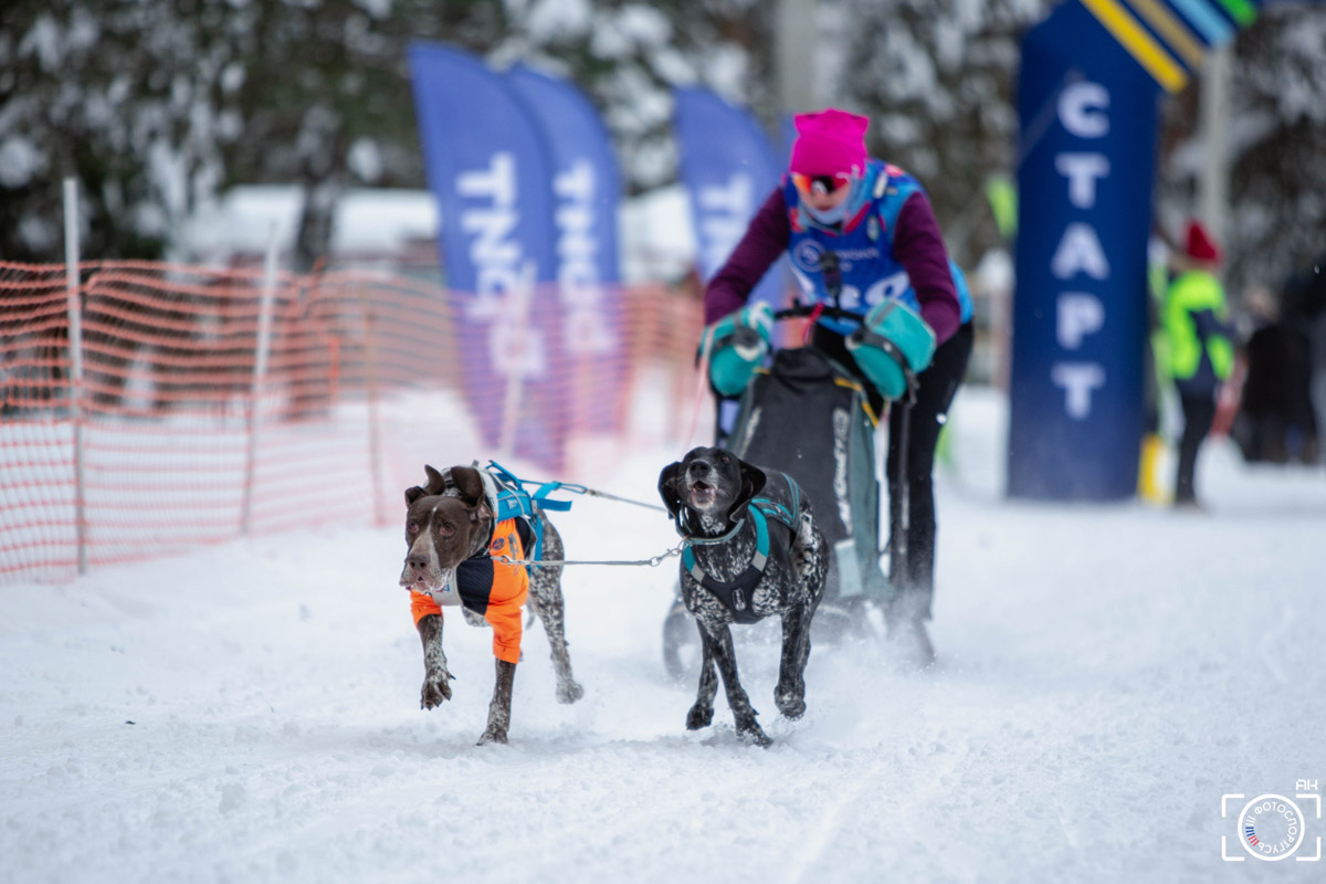 Поселок Красное Эхо Гусь-Хрустального района на три дня превратился, пожалуй, в самую дружелюбную точку на карте региона. А всё потому, что туда съехалось 500 хвостатых гонщиков из 12 регионов страны. На живописной трассе прошли традиционные соревнования «Семь вёрст… Crazy dog». Мохнатым спортсменам пришлось Преодолевать не только километры по заснеженному лесу, но и сильный мороз. Справились ли они? Рассказываем!