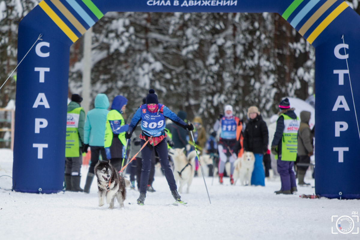 Поселок Красное Эхо Гусь-Хрустального района на три дня превратился, пожалуй, в самую дружелюбную точку на карте региона. А всё потому, что туда съехалось 500 хвостатых гонщиков из 12 регионов страны. На живописной трассе прошли традиционные соревнования «Семь вёрст… Crazy dog». Мохнатым спортсменам пришлось Преодолевать не только километры по заснеженному лесу, но и сильный мороз. Справились ли они? Рассказываем!