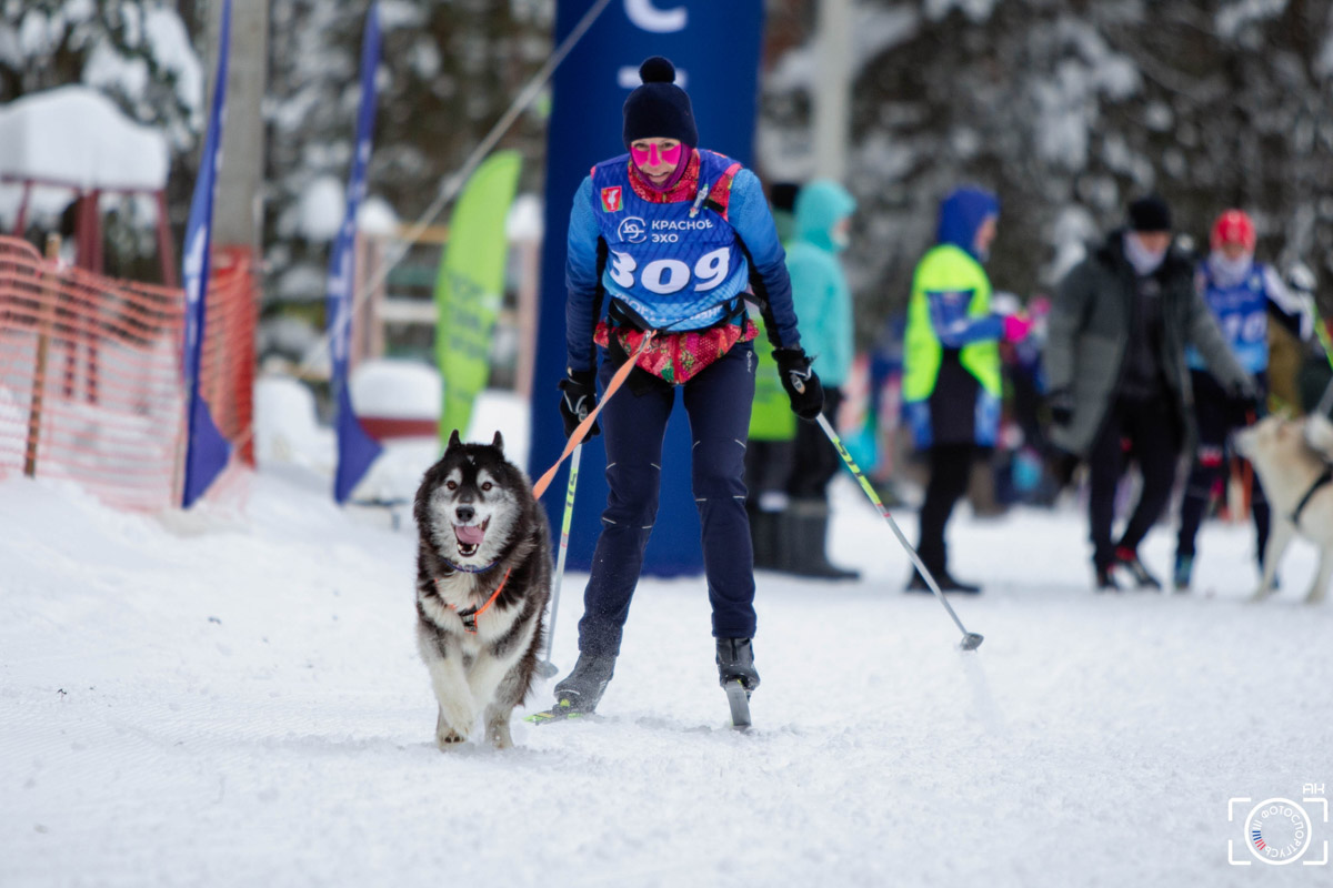 Поселок Красное Эхо Гусь-Хрустального района на три дня превратился, пожалуй, в самую дружелюбную точку на карте региона. А всё потому, что туда съехалось 500 хвостатых гонщиков из 12 регионов страны. На живописной трассе прошли традиционные соревнования «Семь вёрст… Crazy dog». Мохнатым спортсменам пришлось Преодолевать не только километры по заснеженному лесу, но и сильный мороз. Справились ли они? Рассказываем!